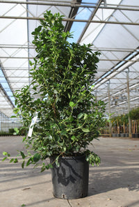 Viburnum tinus 'Eve Price'