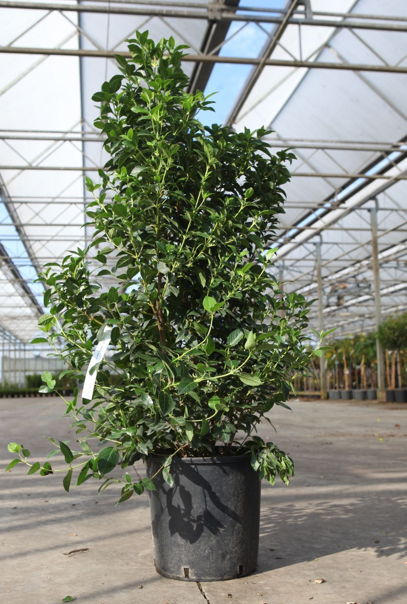Viburnum tinus 'Eve Price'