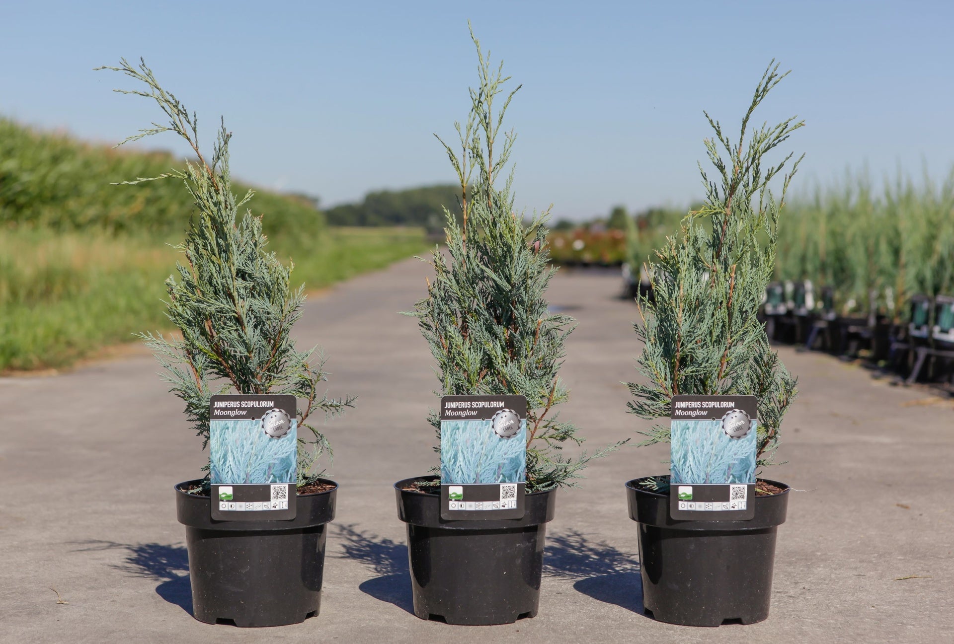 Juniperus scopulorum 'Moonglow'
