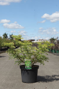 Sambucus nigra GOLDEN TOWER (PBR)