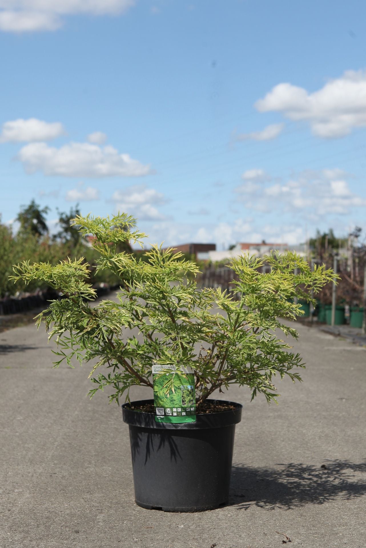 Sambucus nigra GOLDEN TOWER (PBR)