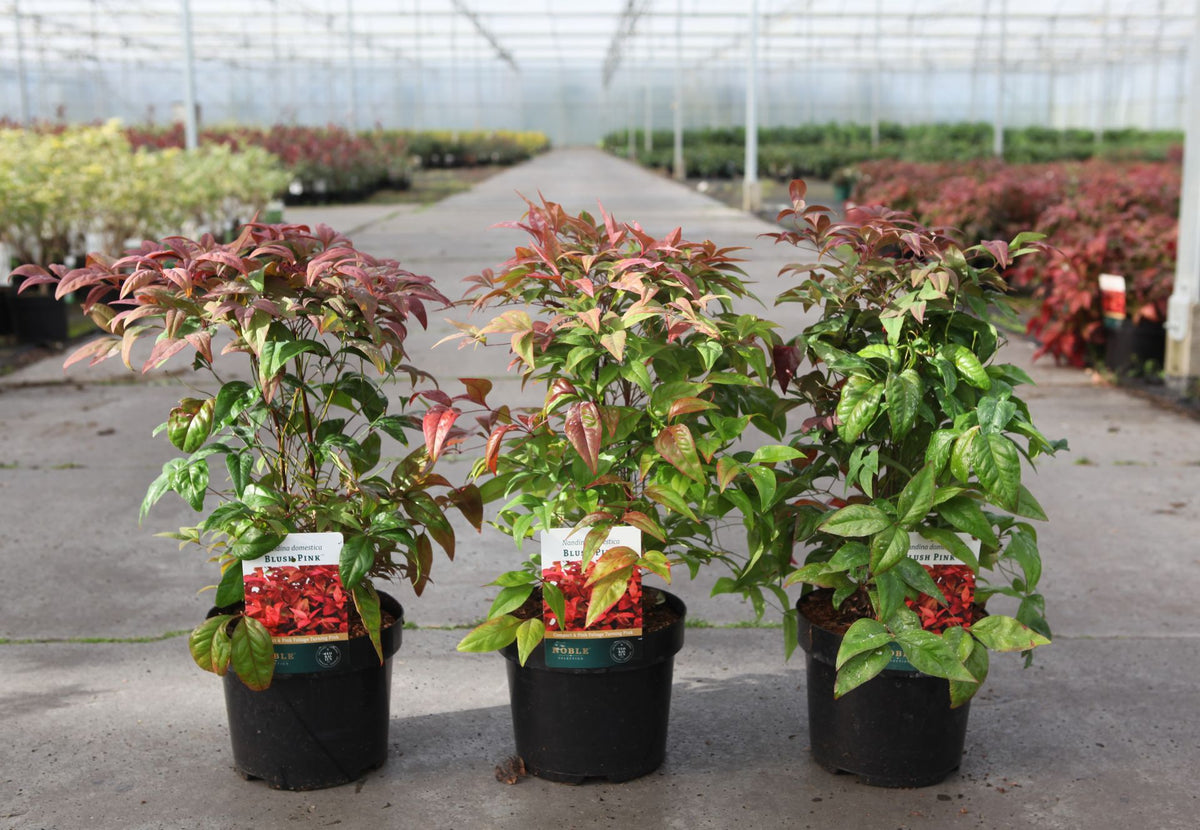 Nandina domestica BLUSH PINK (PBR)