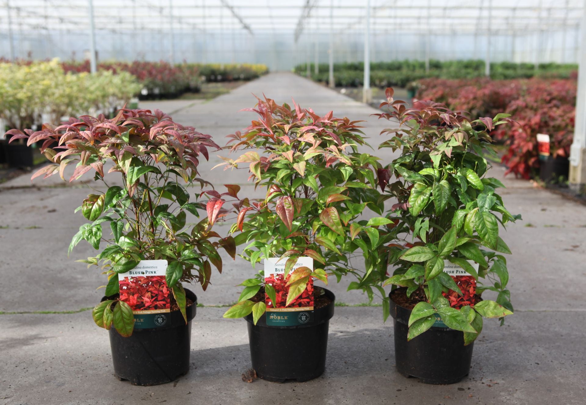Nandina domestica BLUSH PINK (PBR)