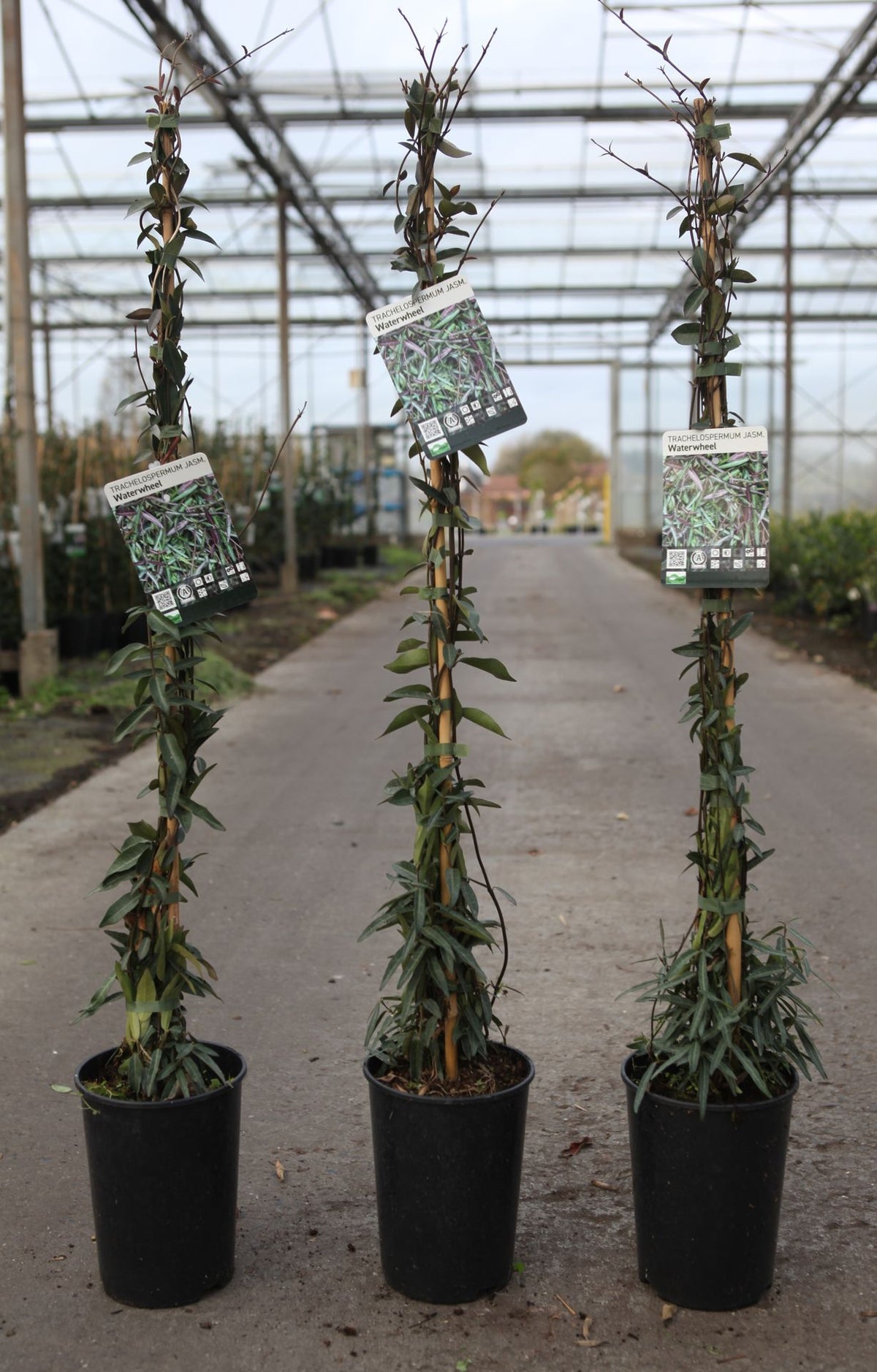 Trachelospermum jasminoides 'Waterwheel'