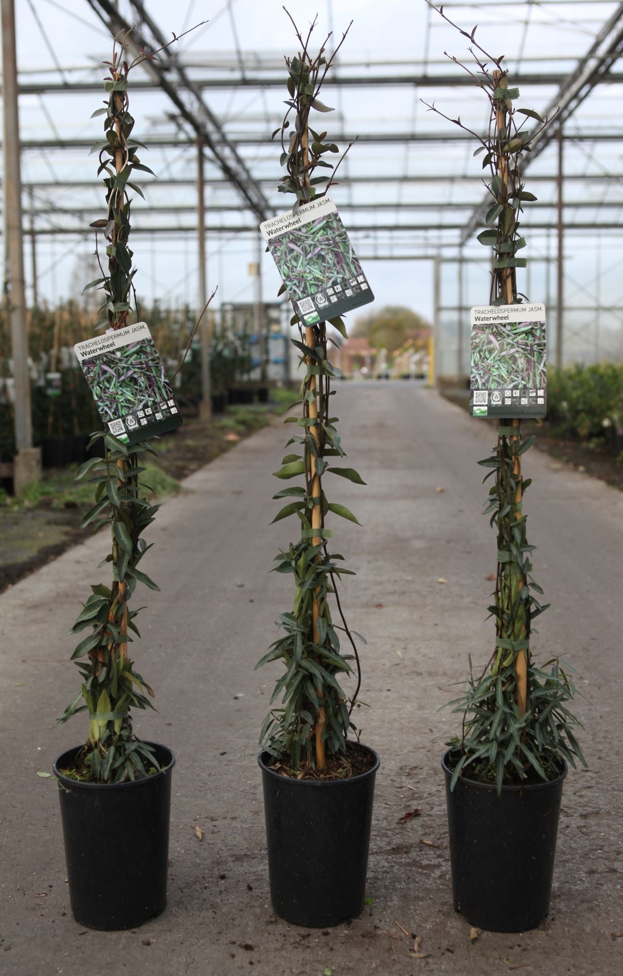 Trachelospermum jasminoides 'Waterwheel'