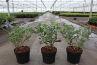 Vitex Magical© CHICAGOLAND BLUES (PBR)