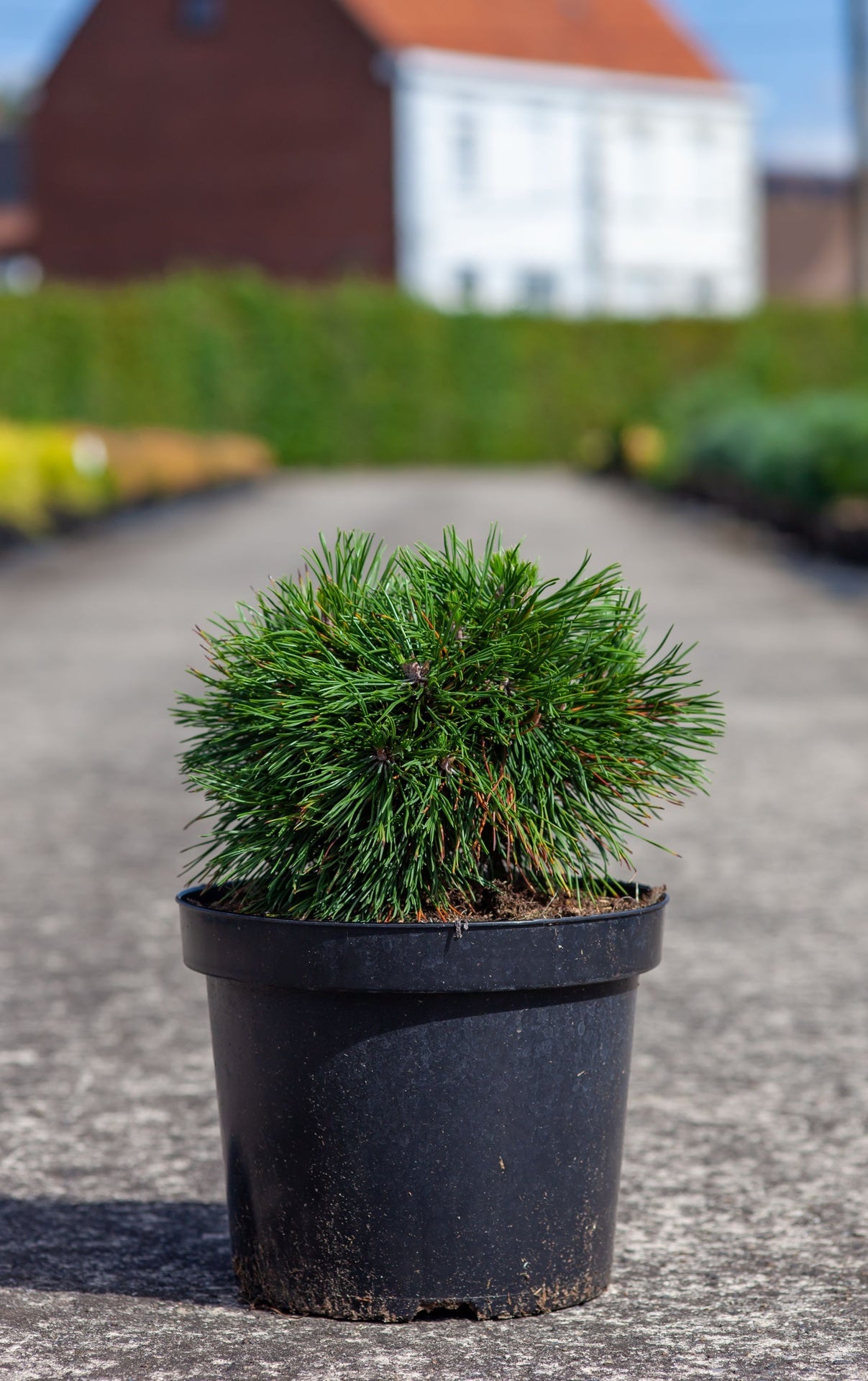 Pinus mugo 'Varella'