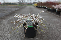 Prunus 'Snow Fountains'