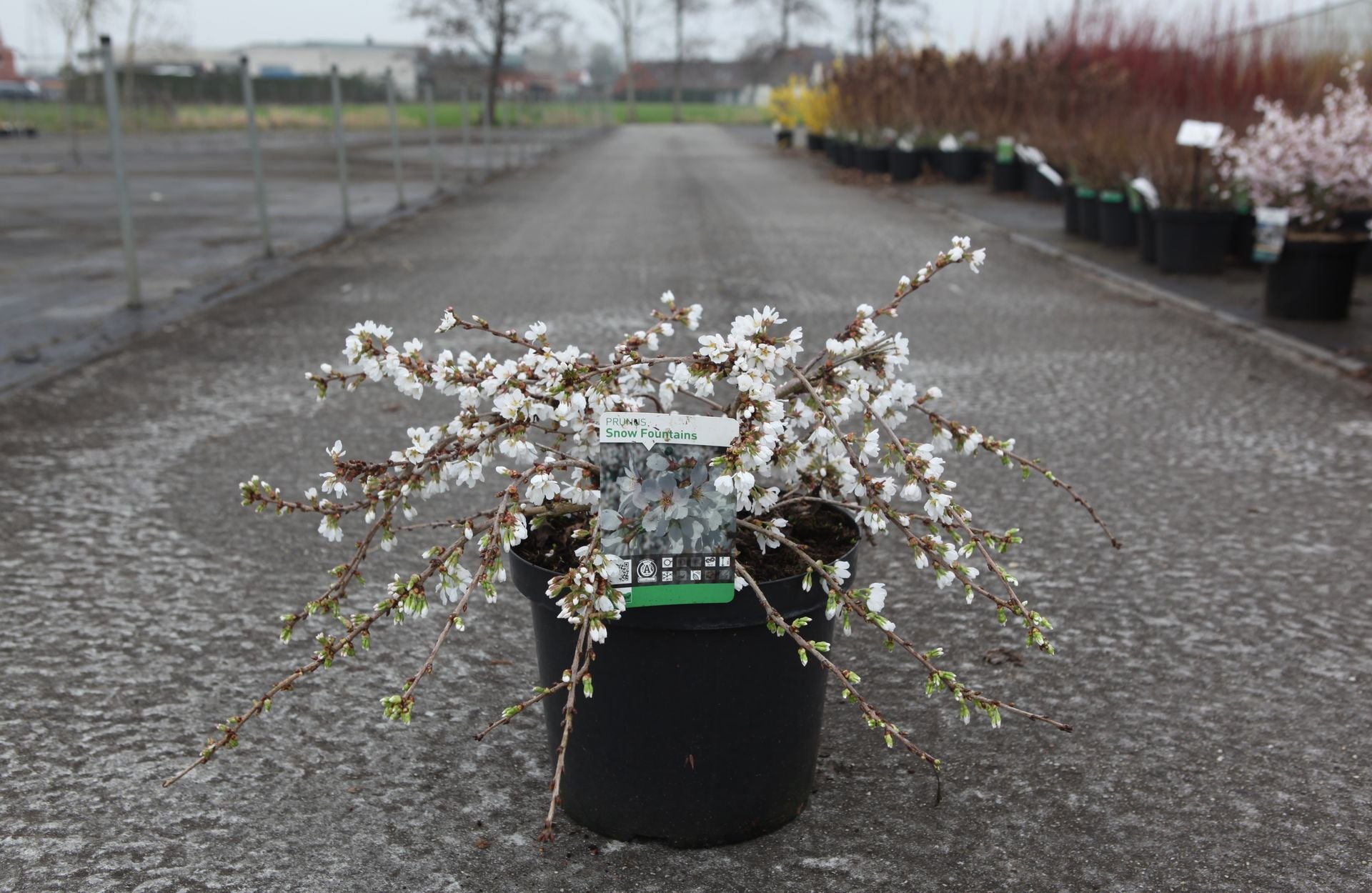 Prunus 'Snow Fountains'