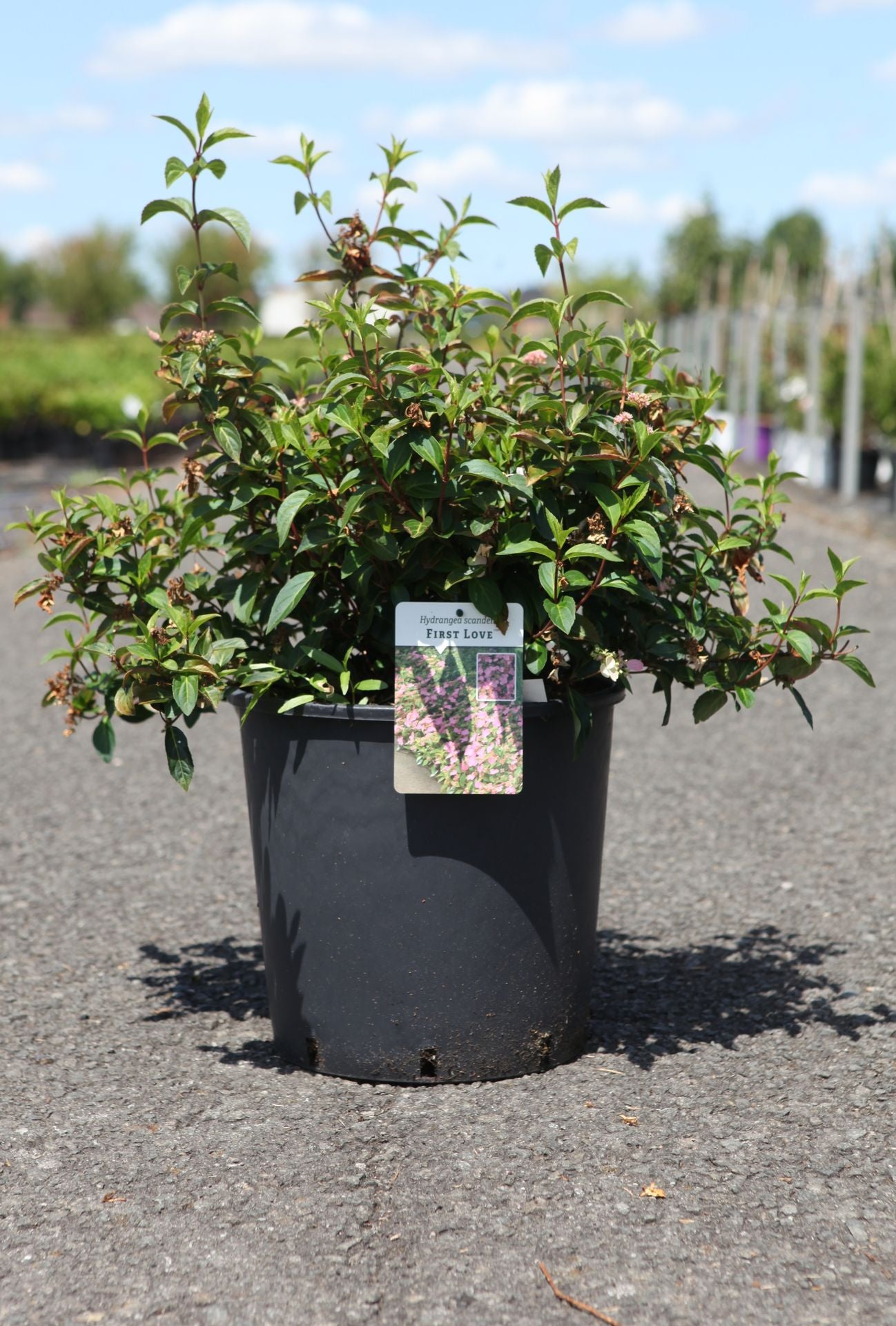 Hydrangea scandens ‘First Love’ (PBR) potted shrub with dense green foliage and delicate pink flowers, ideal for shaded garden borders