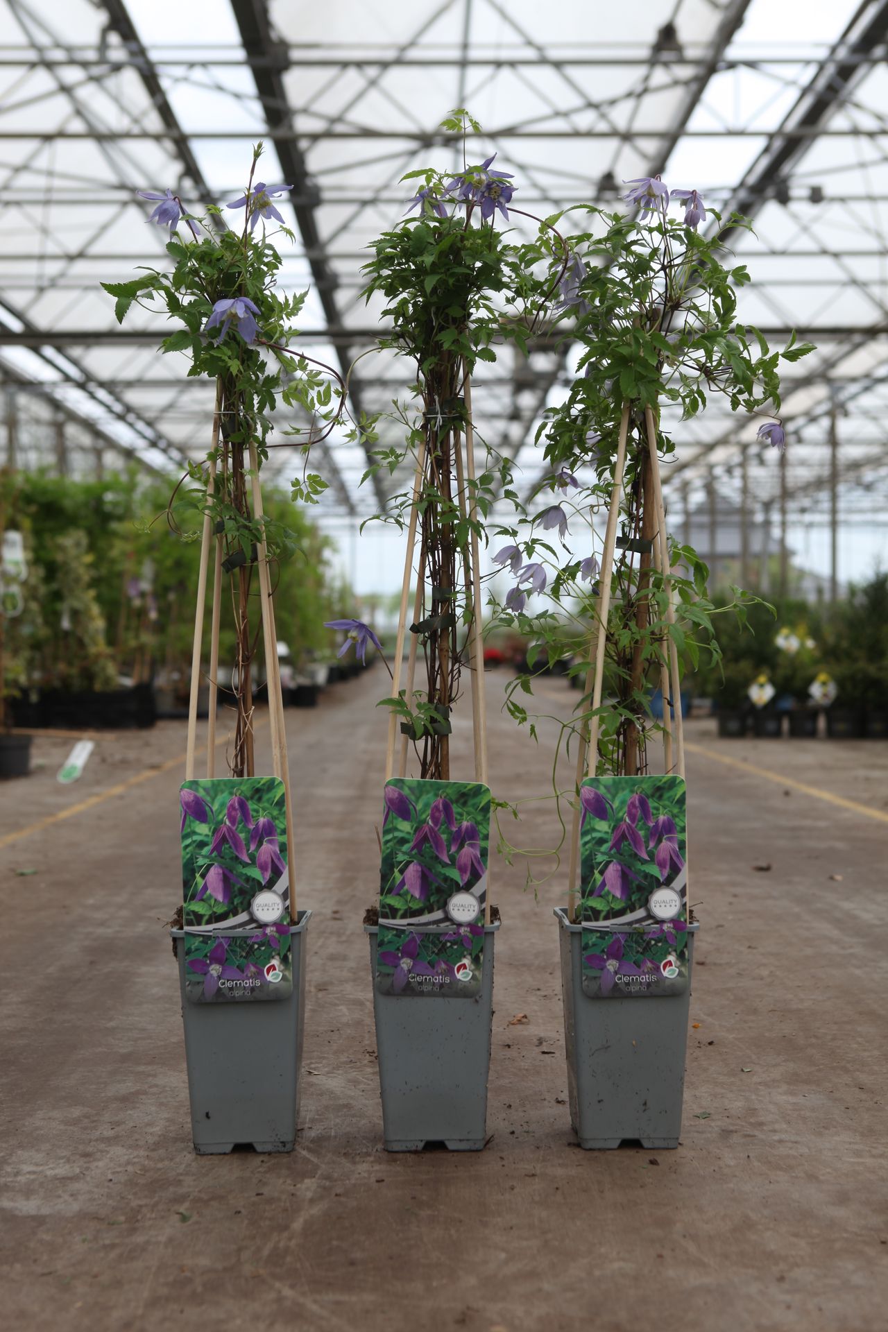 Clematis alpina