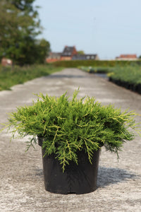 Juniperus pfitzeriana 'Gold Coast'