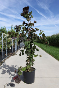 Corylus avellana 'Red Majestic' (PBR)