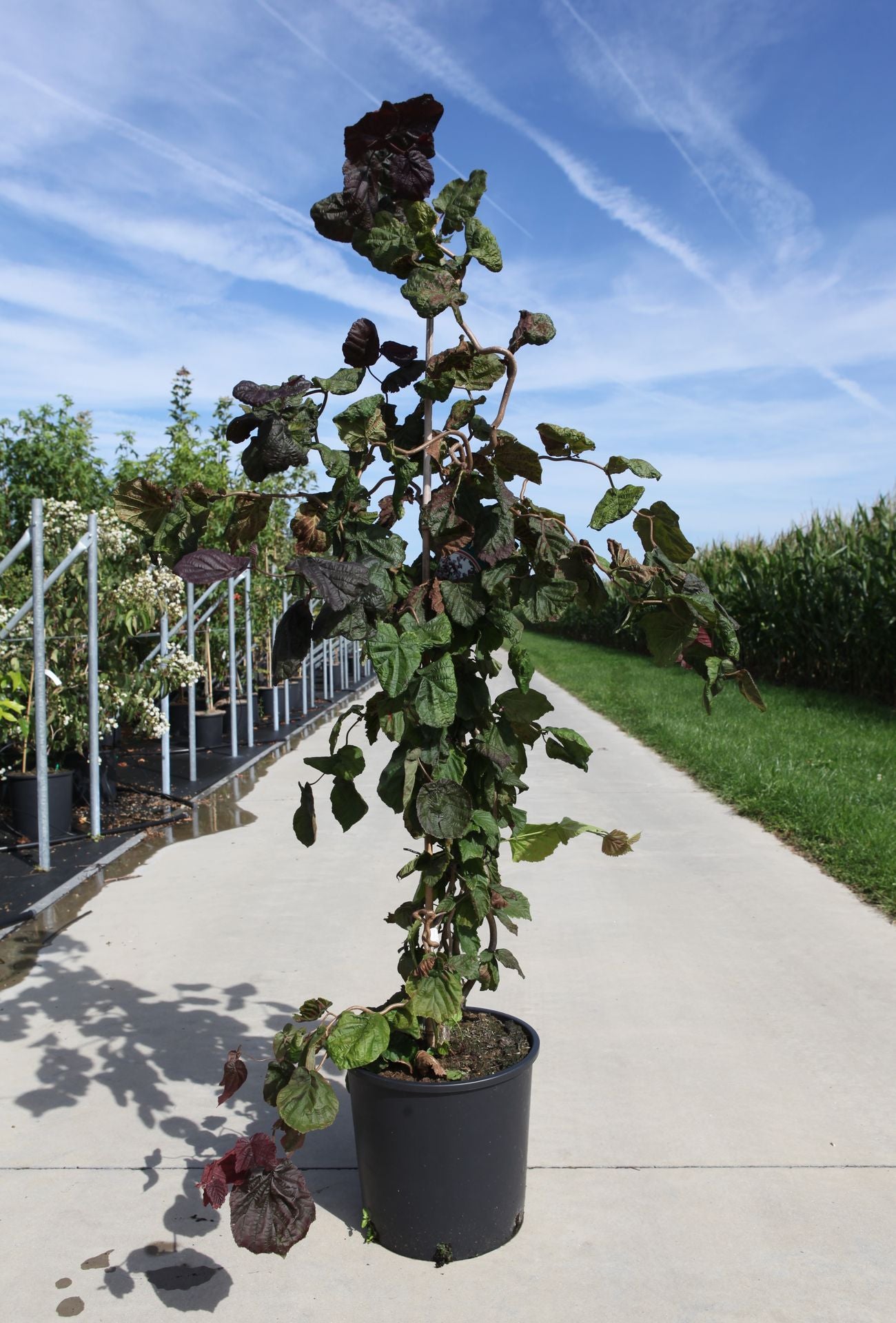 Corylus avellana 'Red Majestic' (PBR)