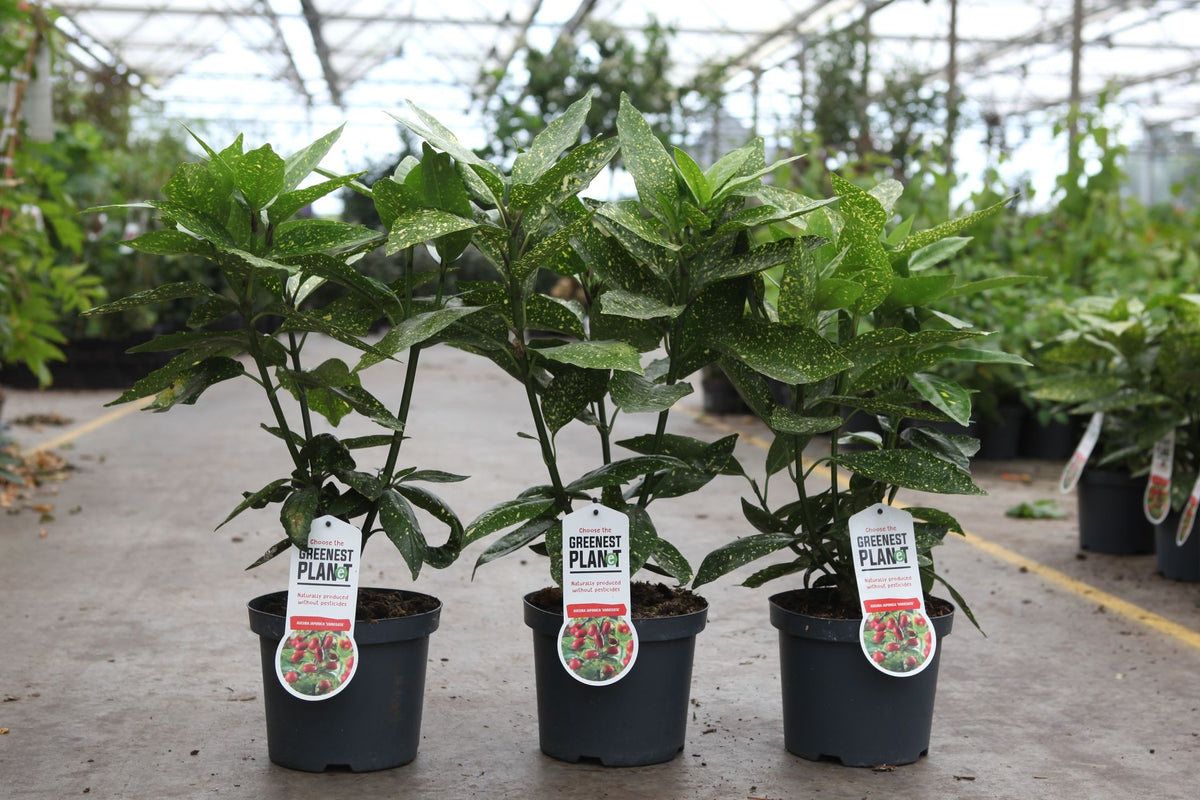 Aucuba japonica 'Variegata'