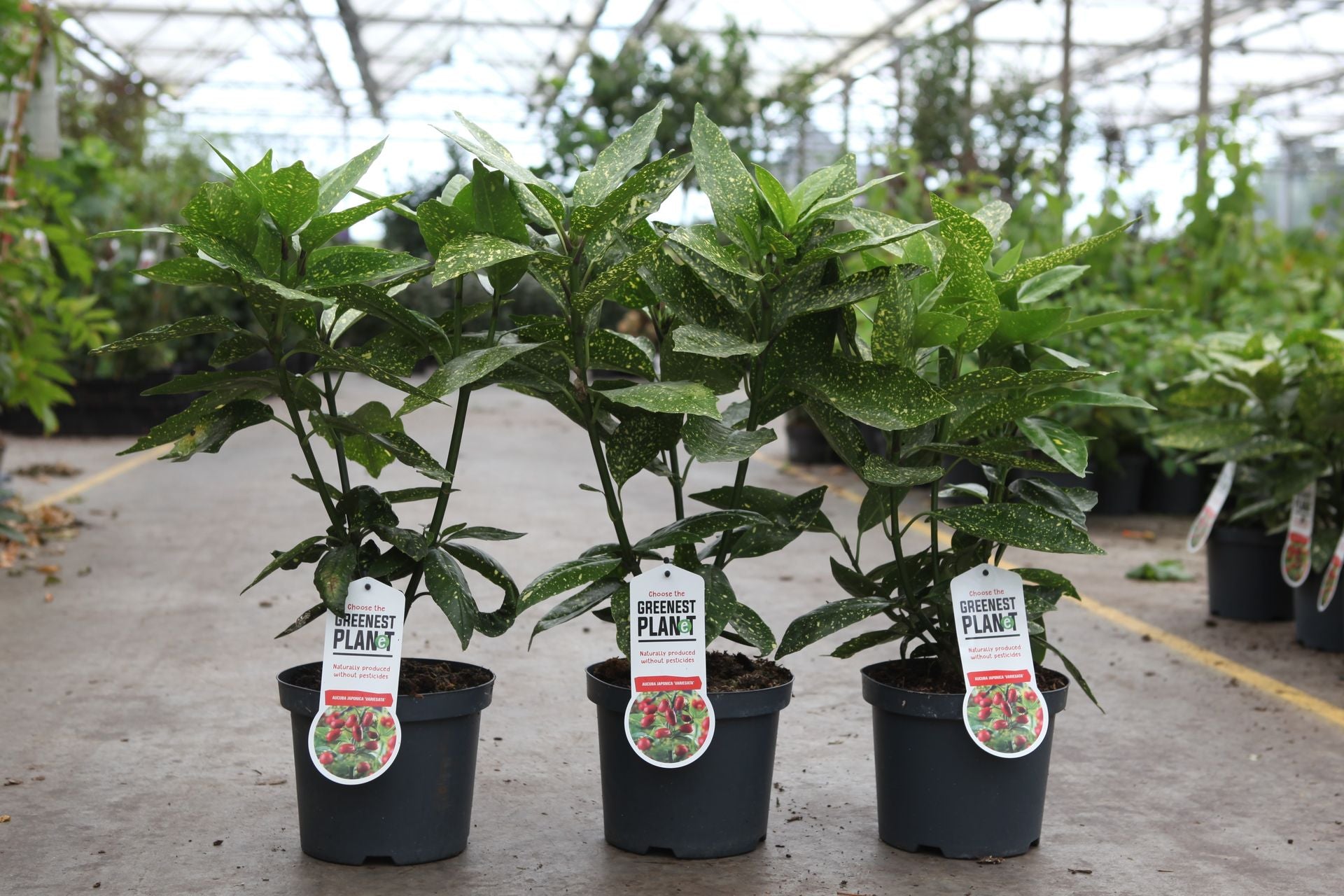 Aucuba japonica 'Variegata'