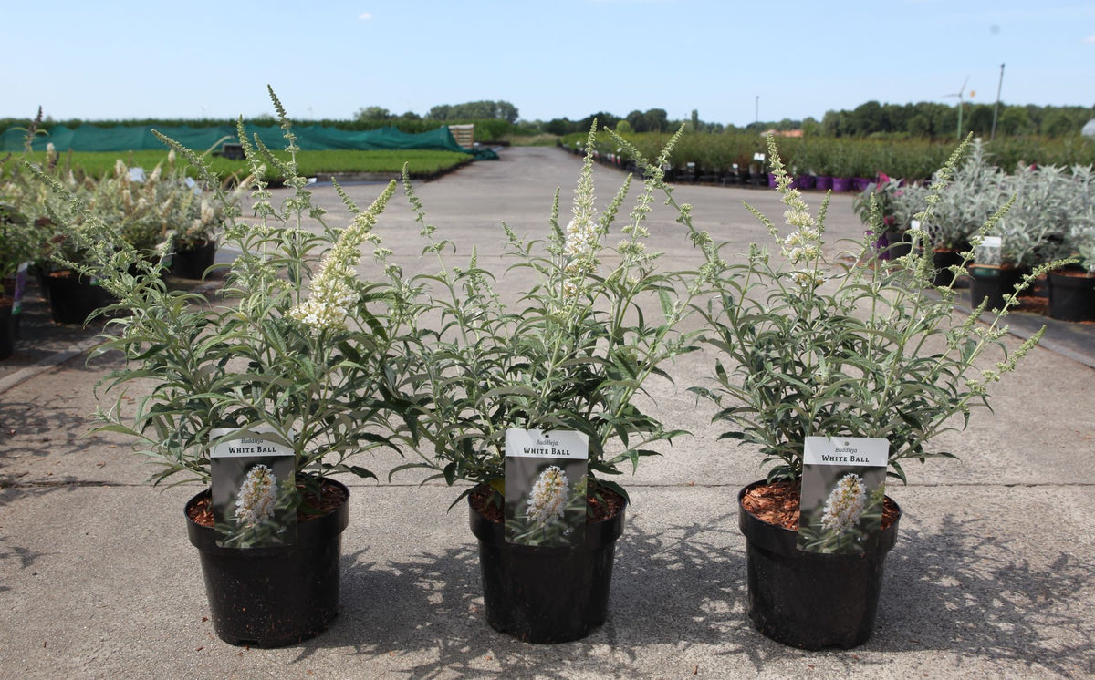 Buddleja 'White Ball'