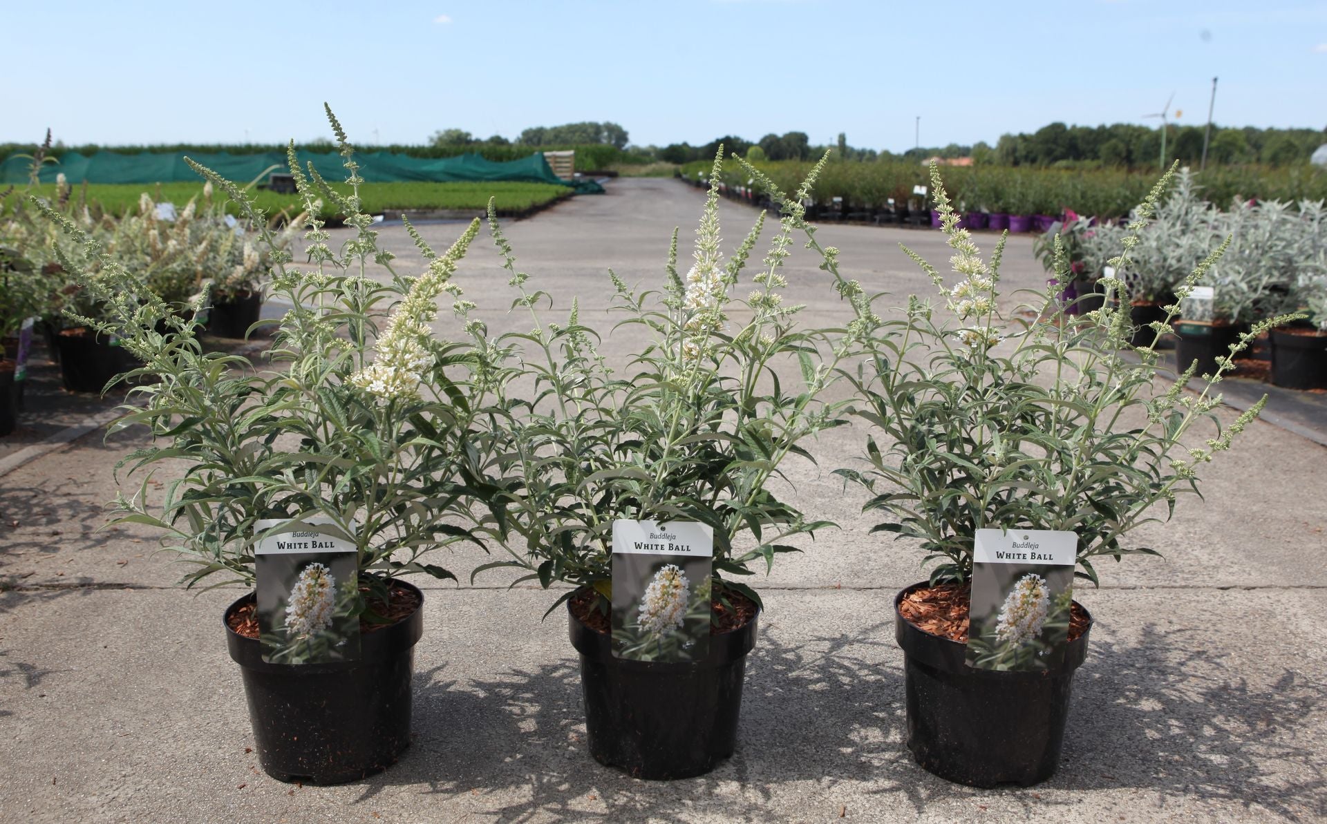 Buddleja 'White Ball'