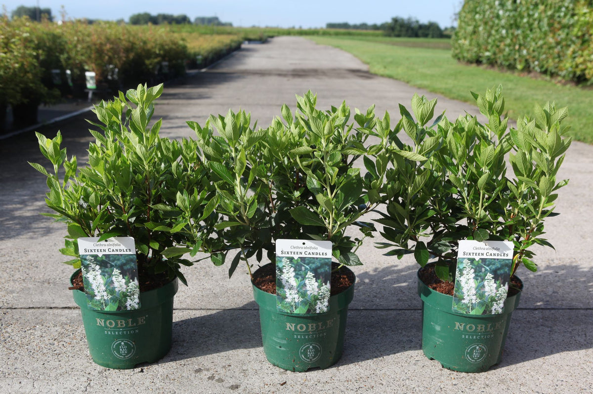 Clethra alnifolia 'Sixteen Candles'