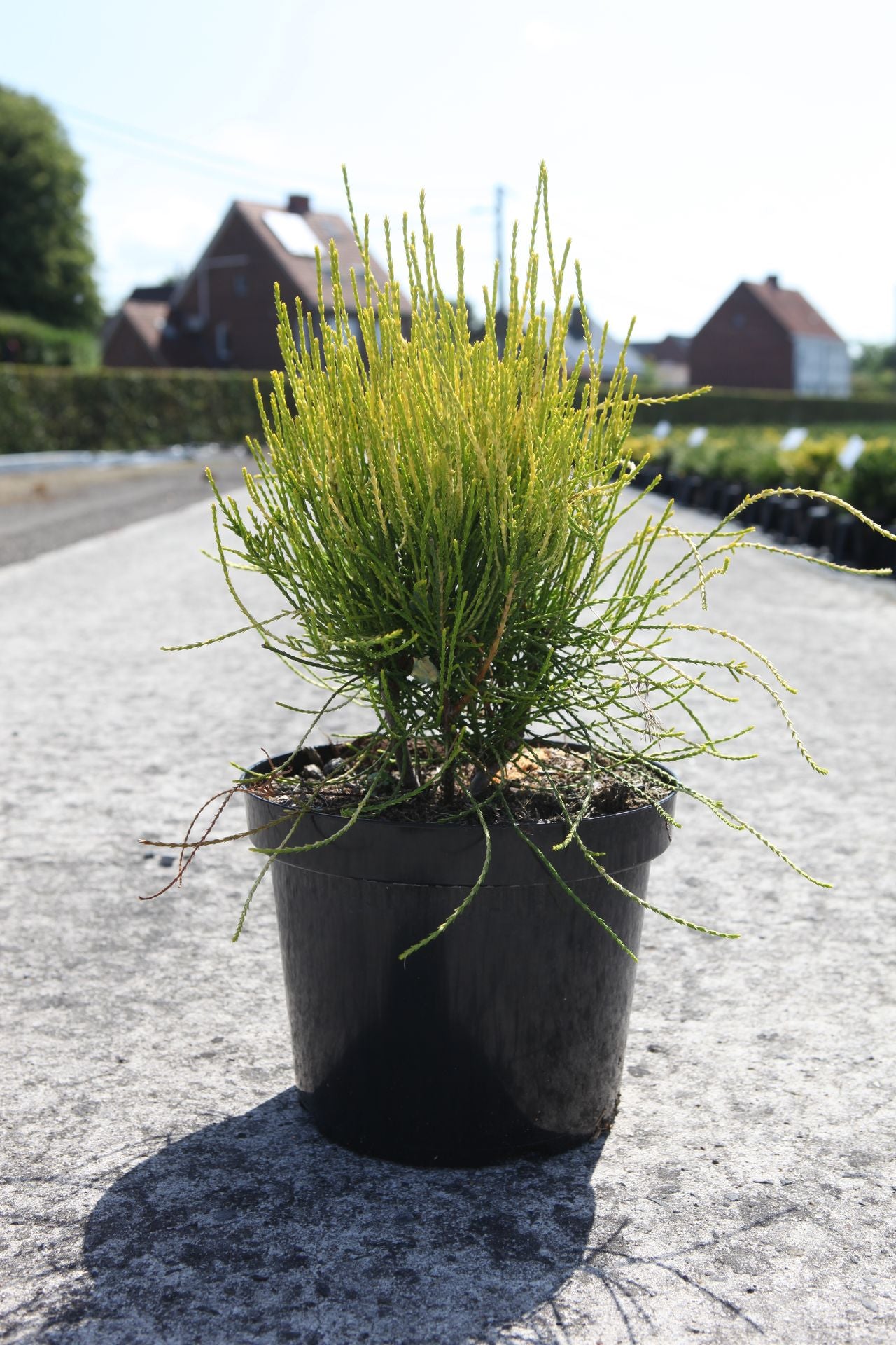 Platycladus orientalis 'Franky Boy'