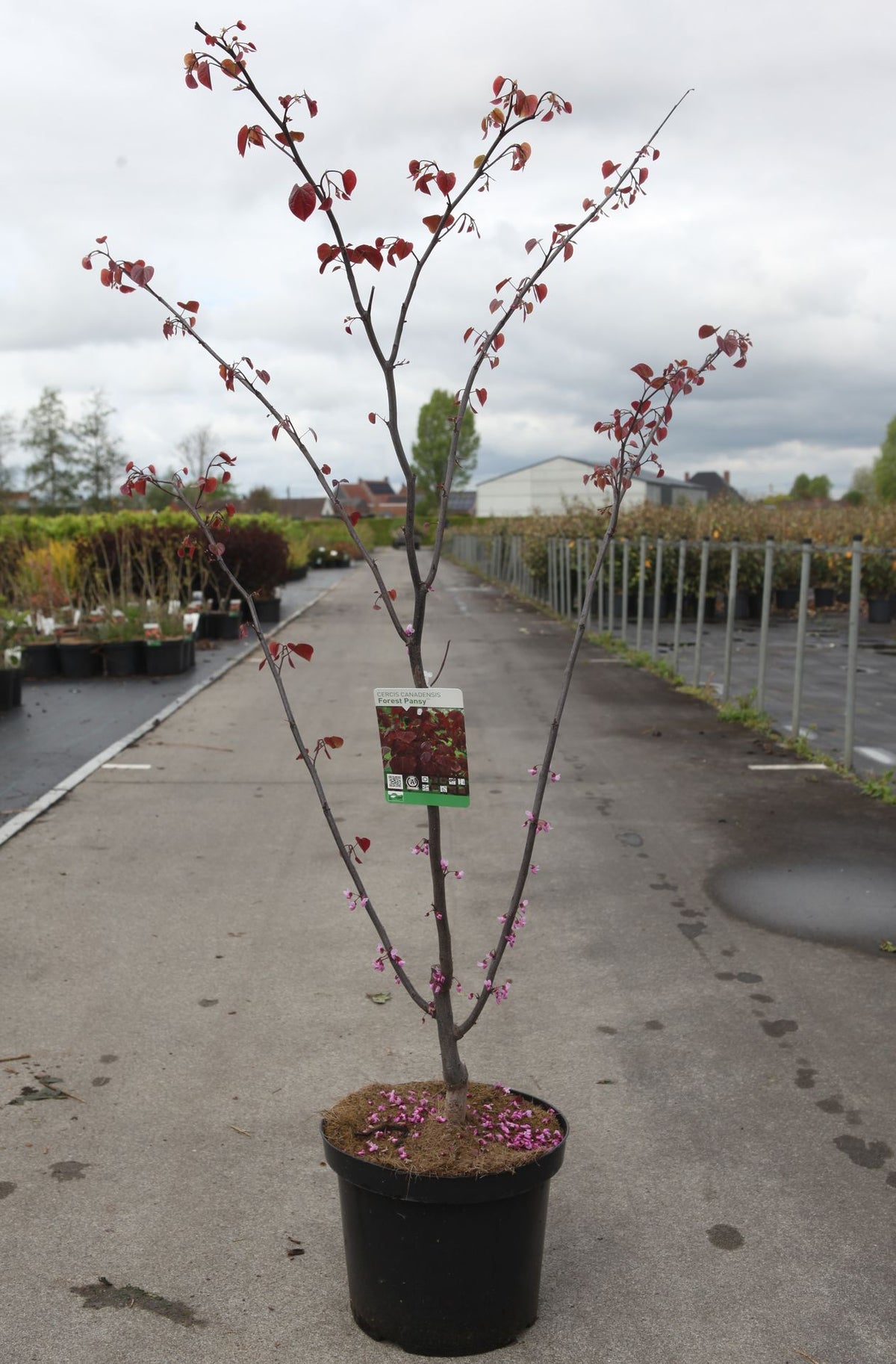 Cercis canadensis 'Forest Pansy'