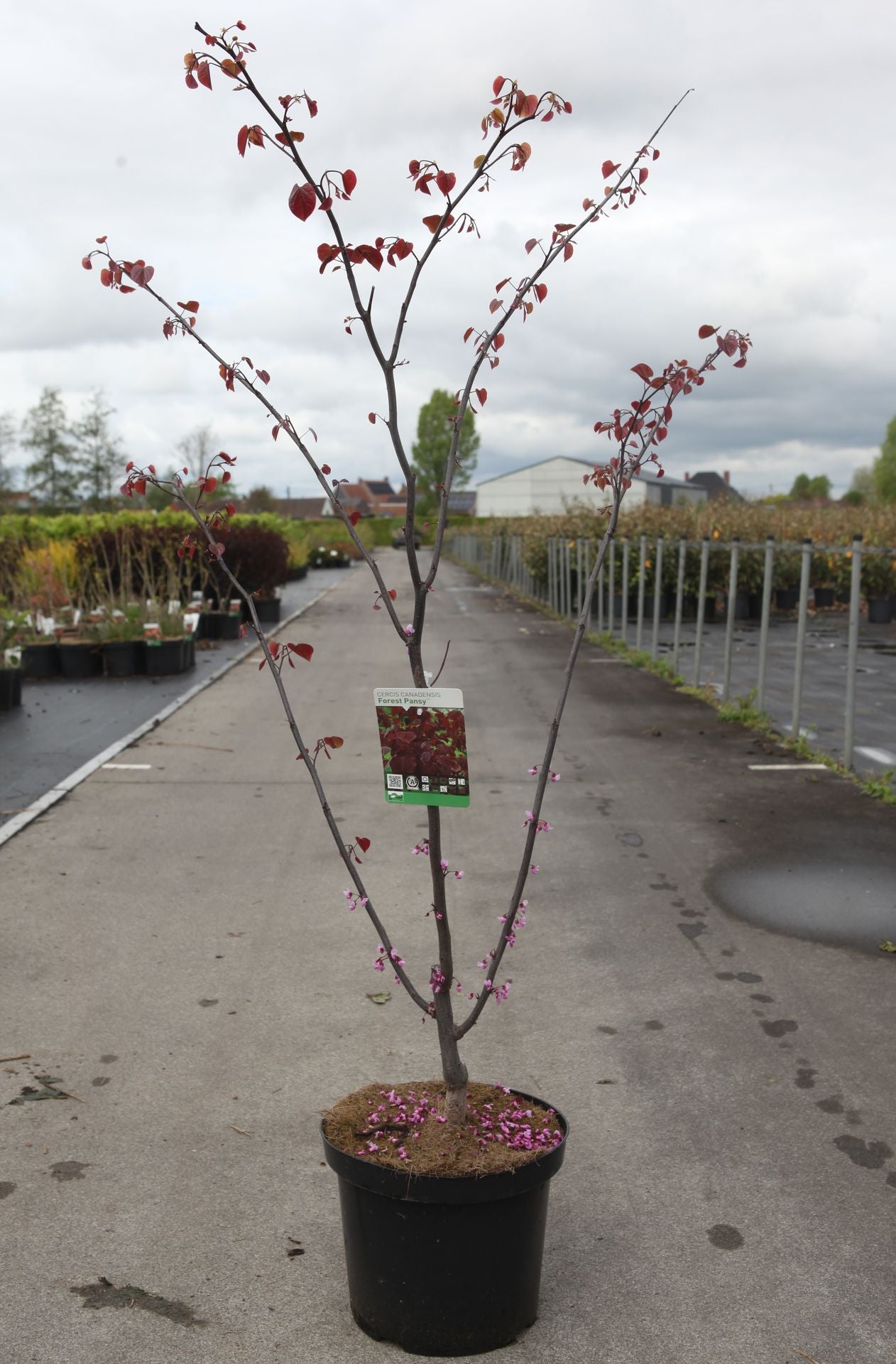 Cercis canadensis 'Forest Pansy'