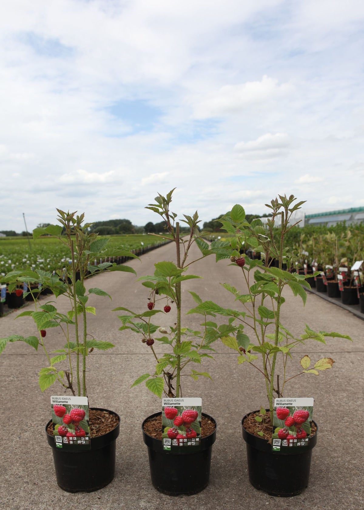 Rubus idaeus 'Willamette'
