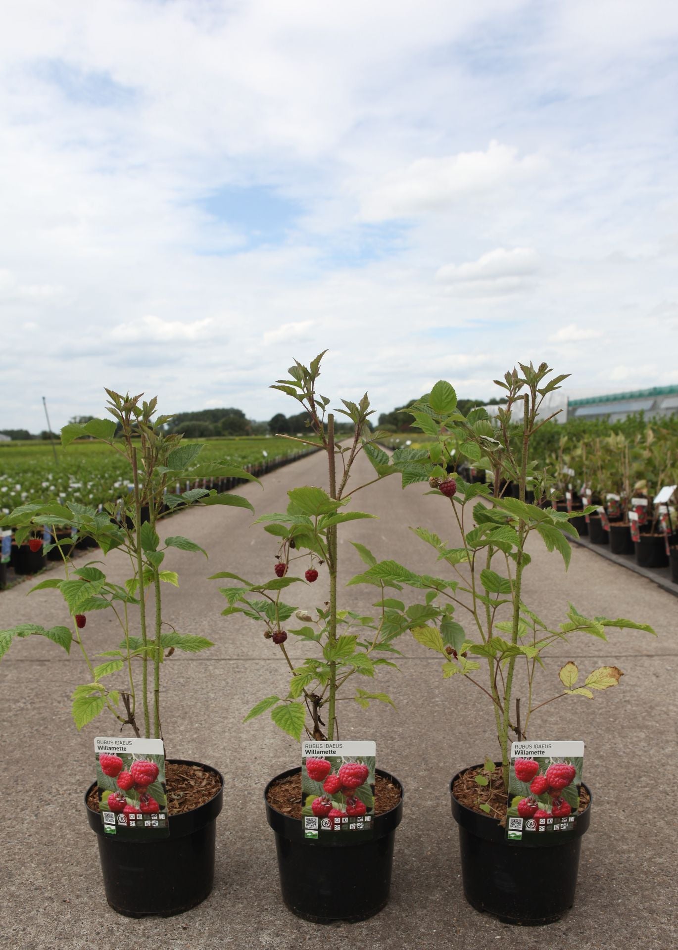 Rubus idaeus 'Willamette'