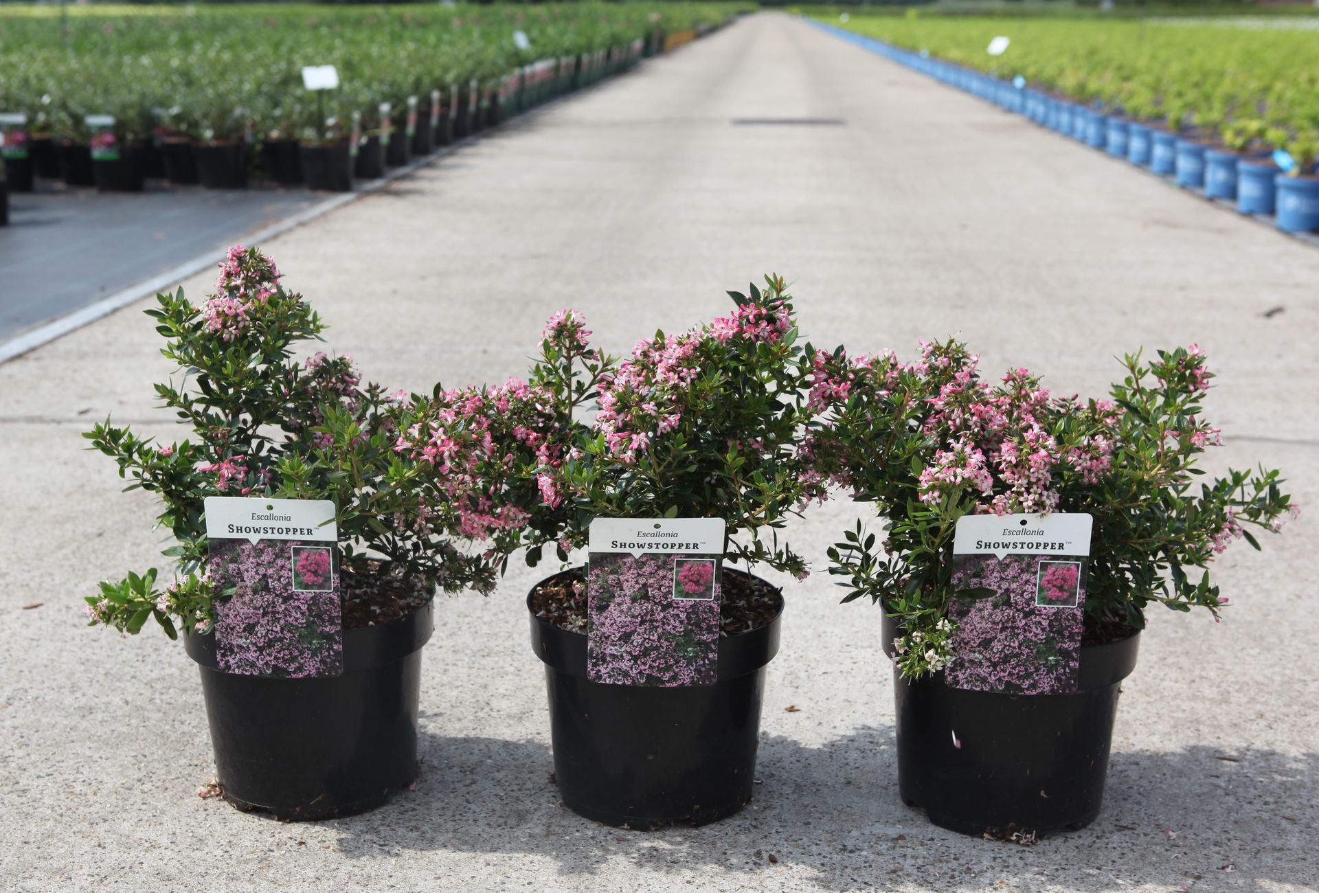 Escallonia SHOWSTOPPER (PBR)