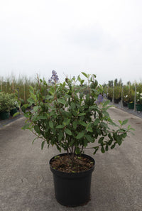 Ceanothus × delileanus 'Henri Desfossé'