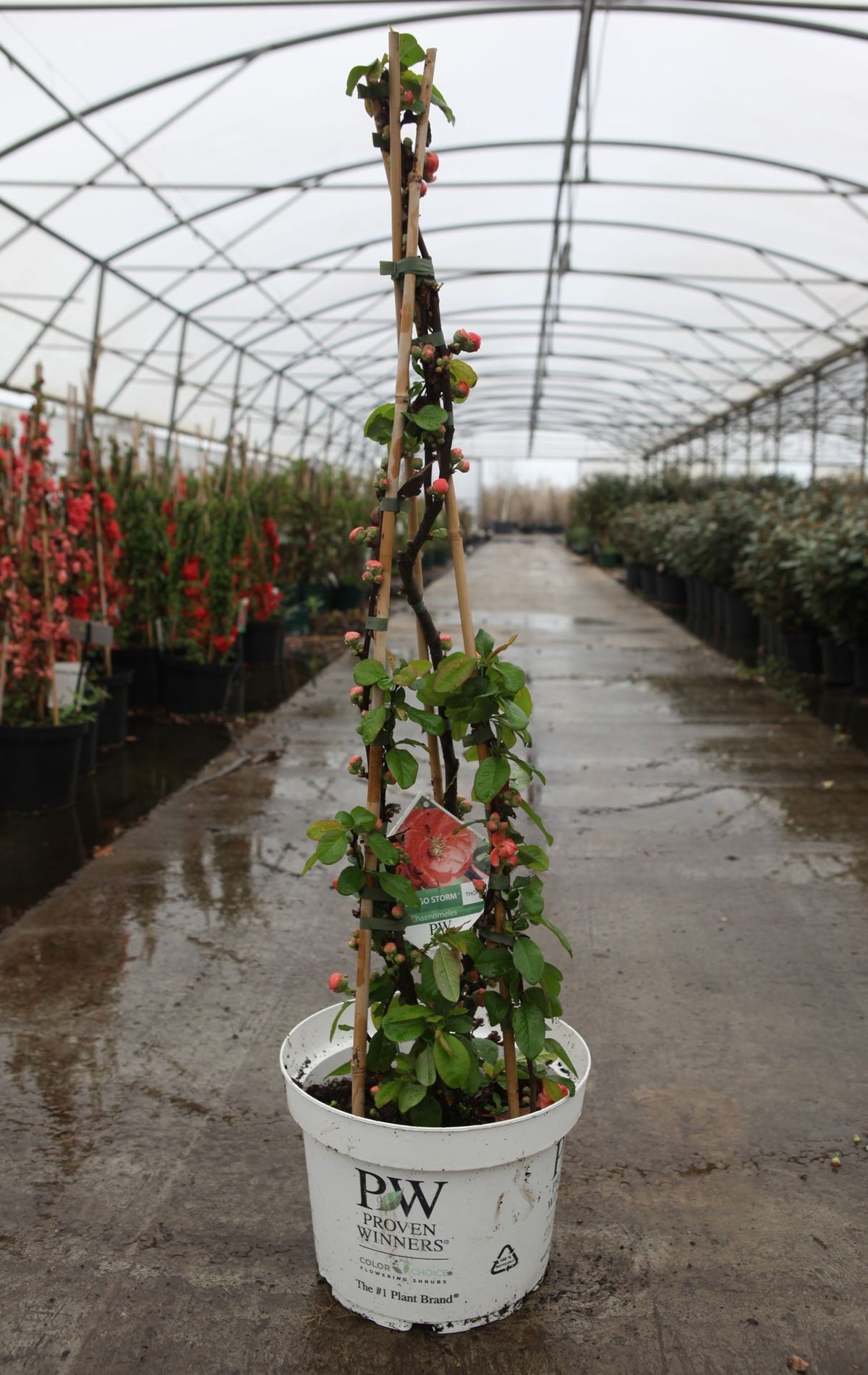 Chaenomeles speciosa Proven Winners© MANGO STORM (PBR)
