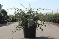 Cotoneaster lacteus
