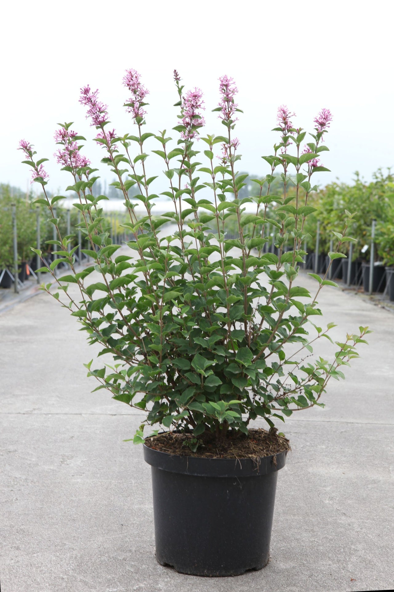 Syringa Bloomerang© 'Pink Perfume' (PBR)