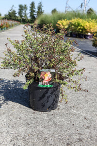 Potentilla fruticosa GLAMOUR GIRL (PBR)