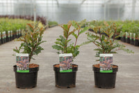 Photinia serratifolia CRUNCHY (PBR)
