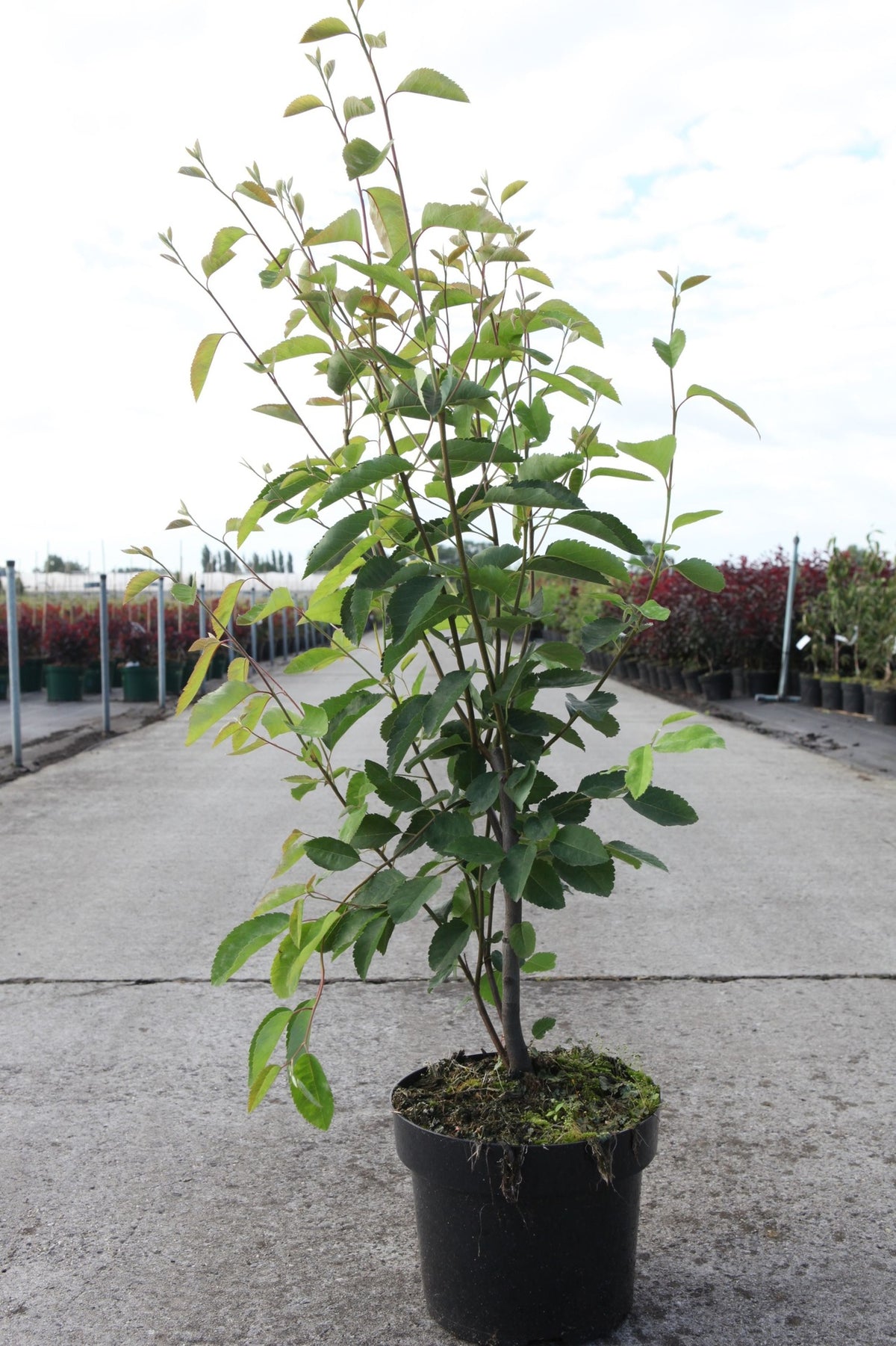 Amelanchier lamarckii