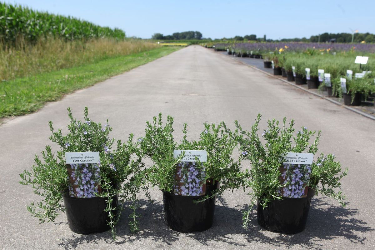 Rosmarinus officinalis BLUE CASCADE (PBR)