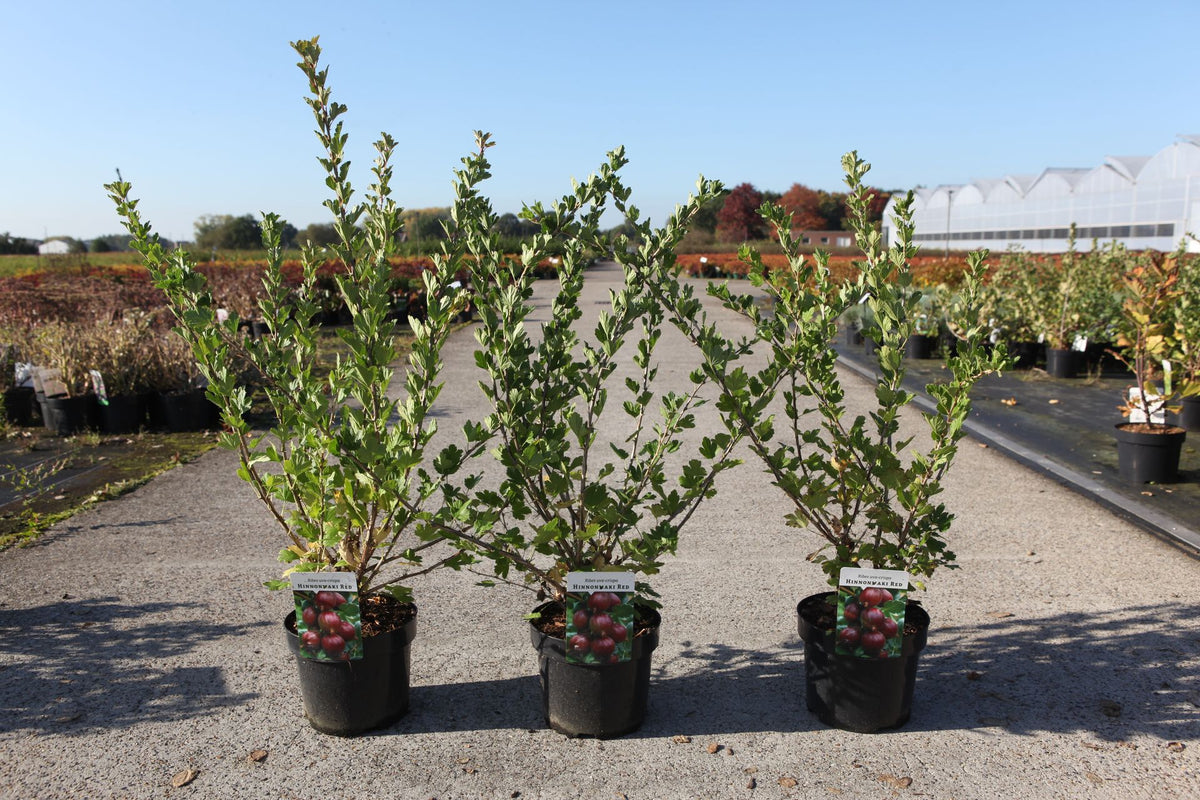 Ribes uva-crispa 'Hinnonmaki Red'