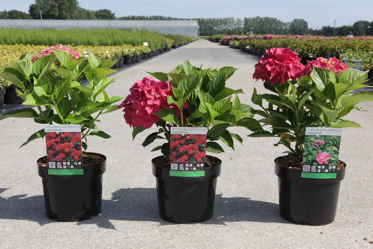 Hydrangea macrophylla ‘Leuchtfeuer’ in pots with vivid red mophead flowers and lush green foliage