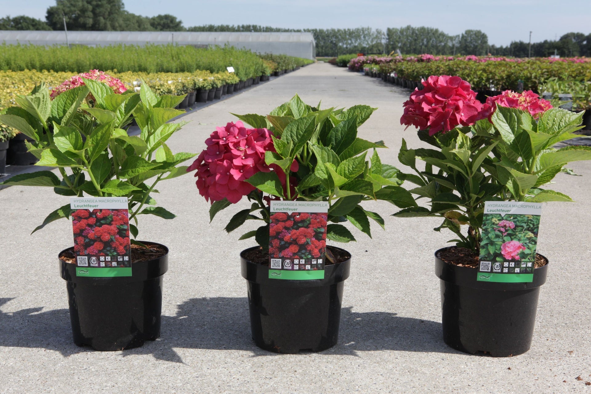 Hydrangea macrophylla ‘Leuchtfeuer’ in pots with vivid red mophead flowers and lush green foliage
