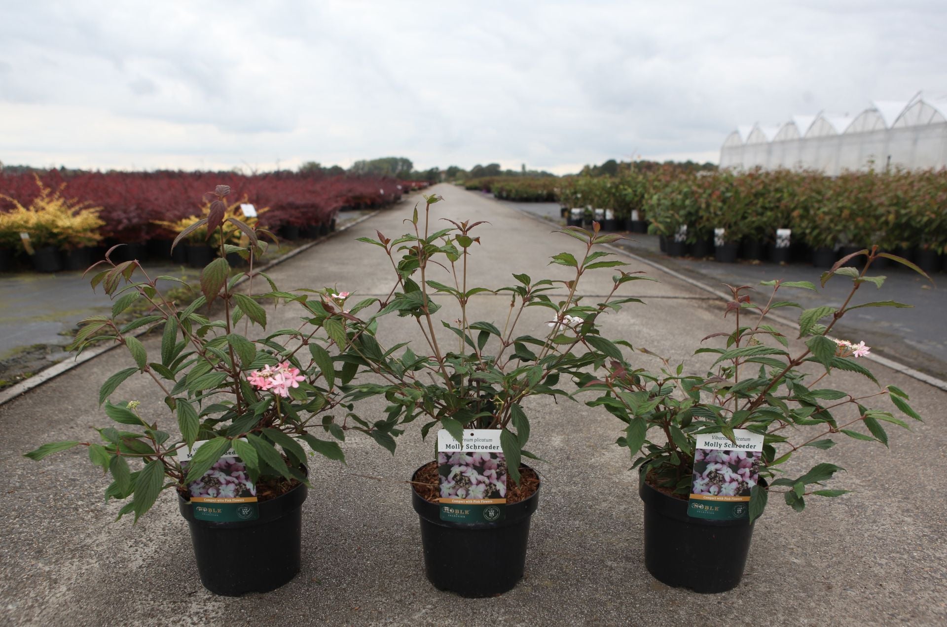 Viburnum plicatum 'Molly Schroeder'