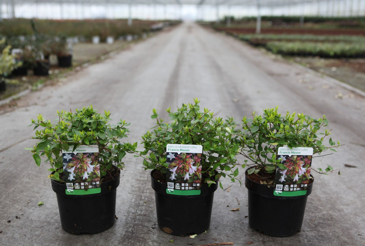 Abelia grandiflora 'Francis Mason'