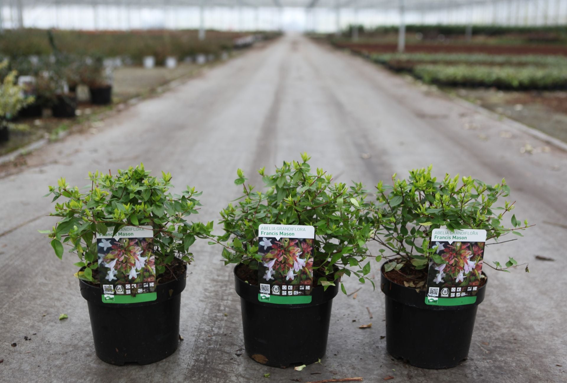 Abelia grandiflora 'Francis Mason'