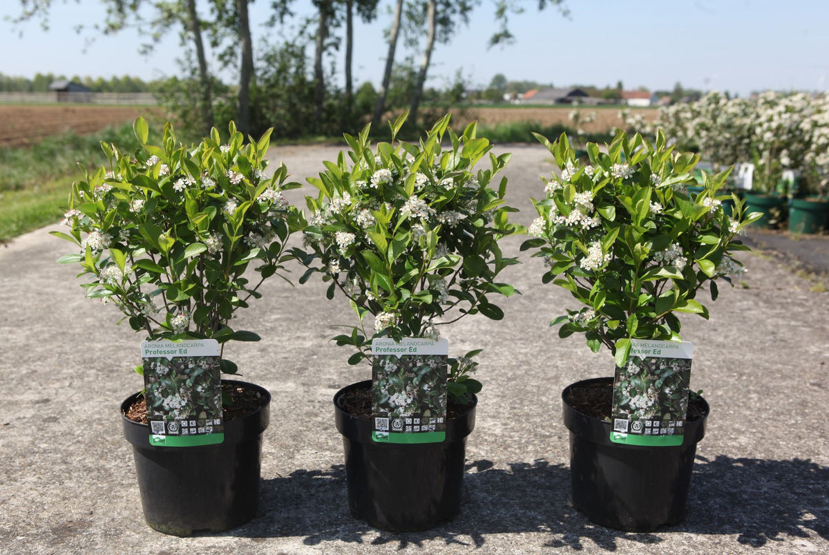 Aronia melanocarpa 'Professor Ed'