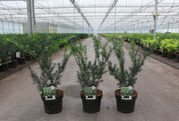 Taxus media 'Farmen'