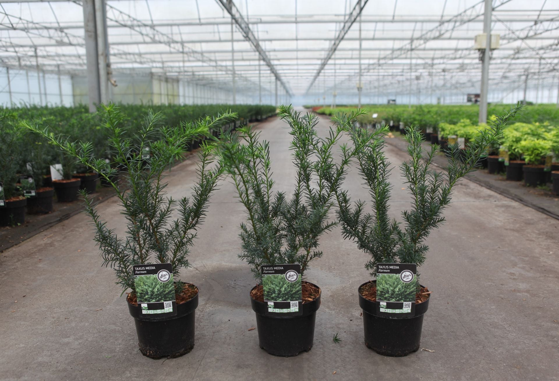 Taxus media 'Farmen'