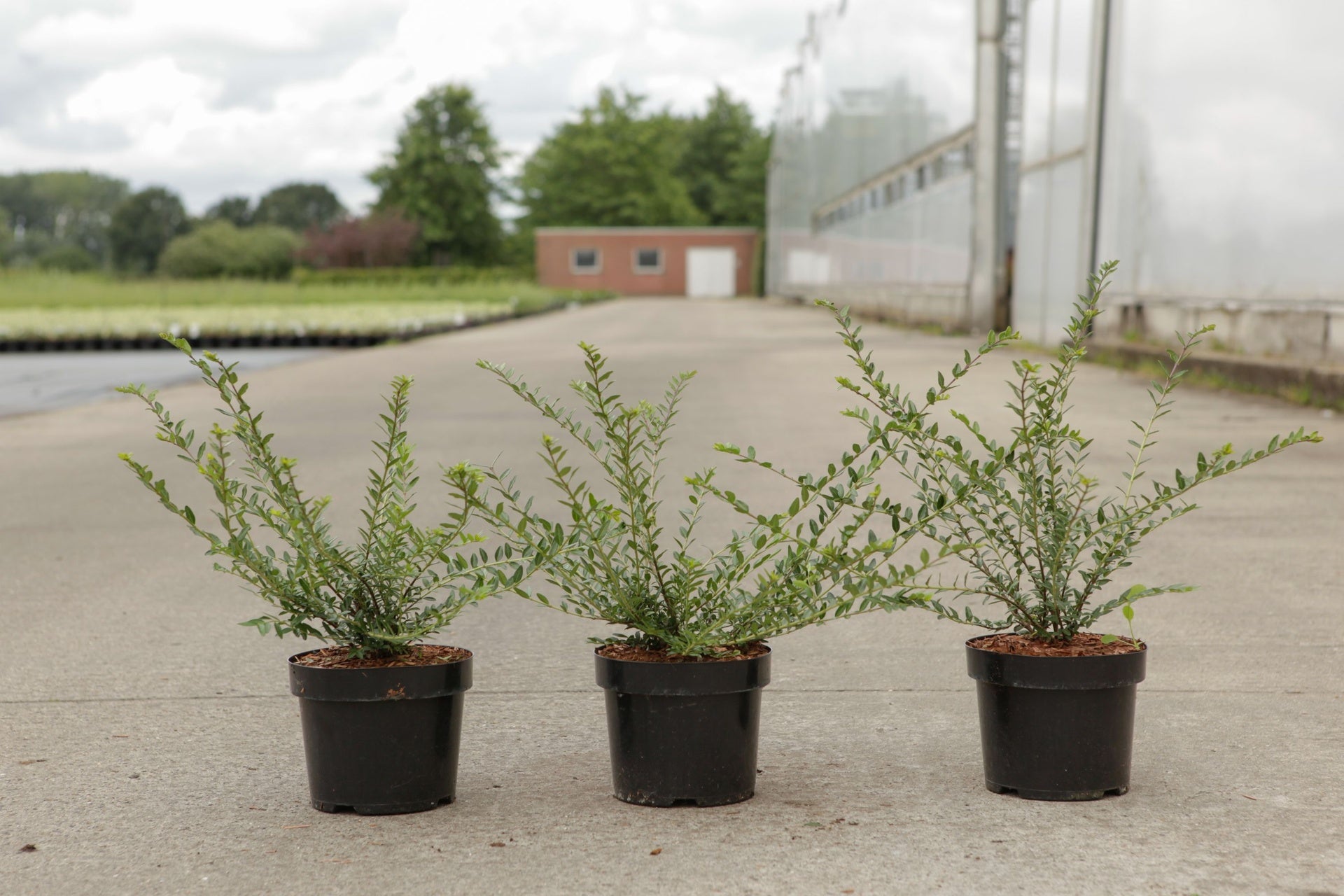 Cotoneaster horizontalis 'Variegatus'