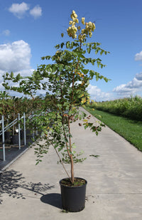 Koelreuteria paniculata