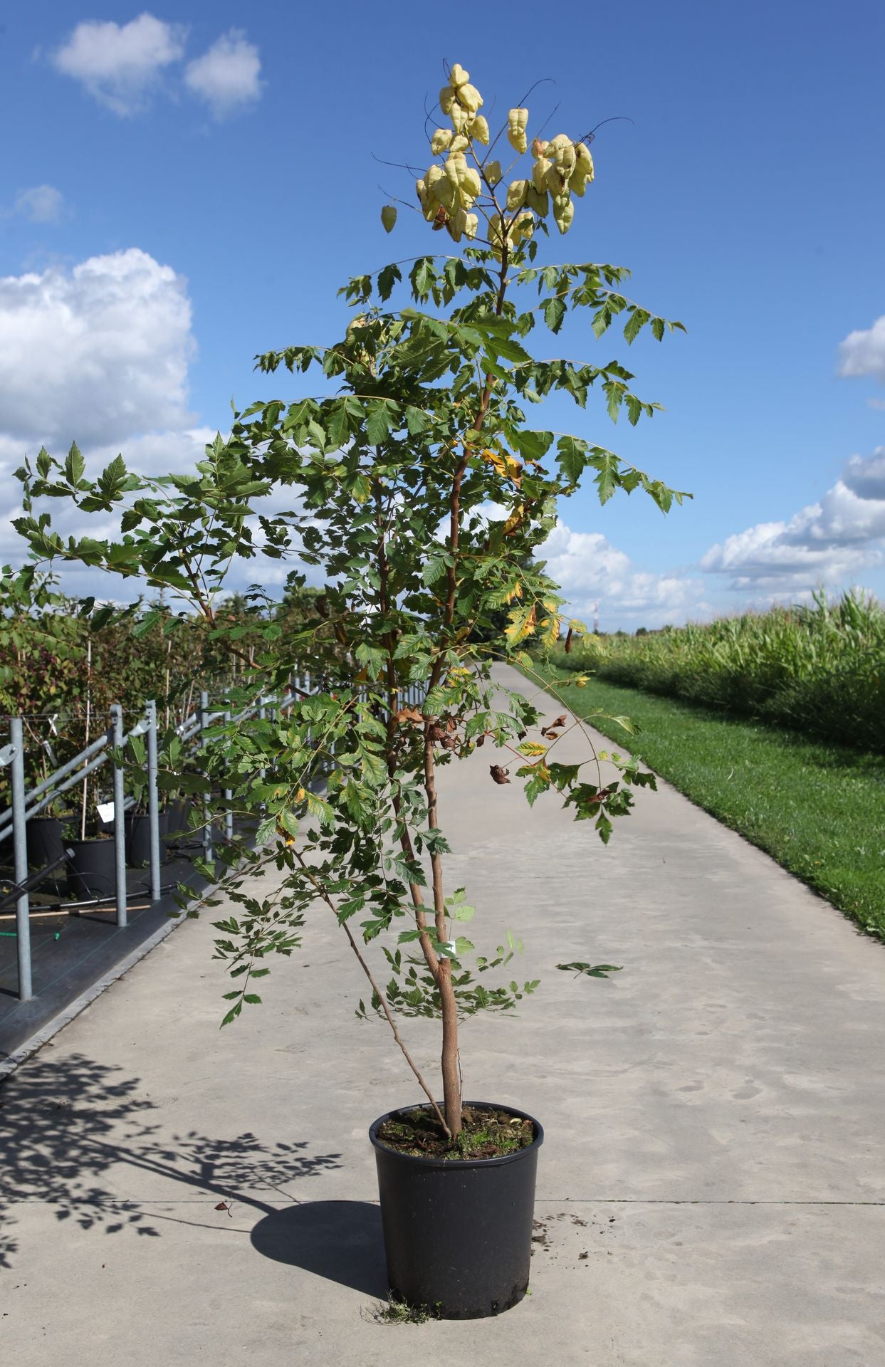 Koelreuteria paniculata