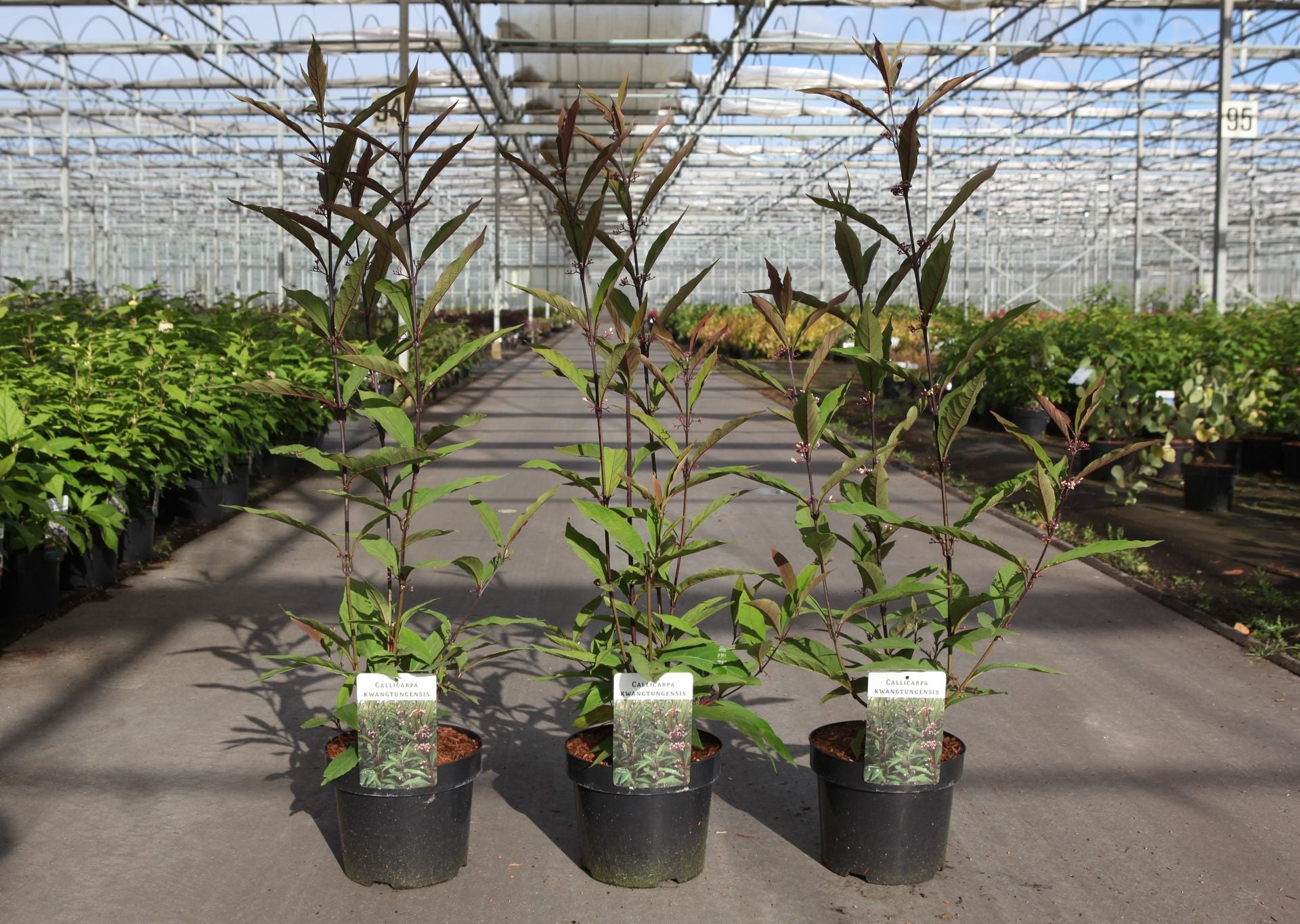 Callicarpa kwangtungensis